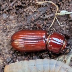 Aulacocyclus edentulus (Passalid beetle) at Mount Painter - 7 Jul 2022 by trevorpreston