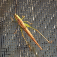 Conocephalus upoluensis (Meadow Katydid) at Pollinator-friendly garden Conder - 17 Apr 2022 by michaelb