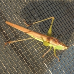 Conocephalus upoluensis at Conder, ACT - 17 Apr 2022 05:18 PM