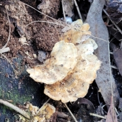 zz Polypore (shelf/hoof-like) at Banksia Street Wetland Corridor - 8 Jul 2022 by trevorpreston