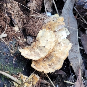 zz Polypore (shelf/hoof-like) at O'Connor, ACT - 8 Jul 2022