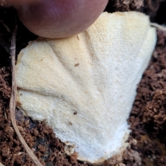 zz Polypore (shelf/hoof-like) at O'Connor, ACT - 8 Jul 2022