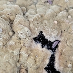 Unidentified Other fungi on wood at Banksia Street Wetland Corridor - 8 Jul 2022 by trevorpreston