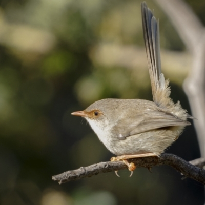 Malurus cyaneus (Superb Fairywren) at Campbell, ACT - 8 Jul 2022 by trevsci