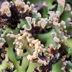 Heterodea sp. (A lichen) at Stromlo, ACT - 8 Jul 2022 by trevorpreston