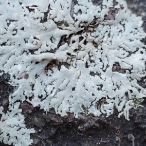 Lichen - foliose at Stromlo, ACT - 8 Jul 2022