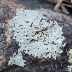 Lichen - foliose at Stromlo, ACT - 8 Jul 2022 03:28 PM