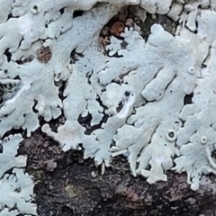 Lichen - foliose at Stromlo, ACT - 8 Jul 2022 03:28 PM