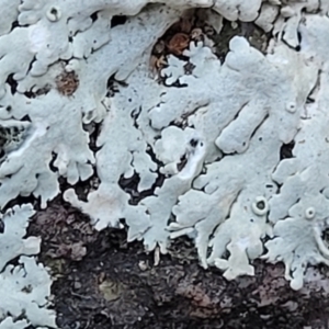 Lichen - foliose at Stromlo, ACT - 8 Jul 2022 03:28 PM