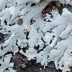 Lichen - foliose at Stromlo, ACT - 8 Jul 2022