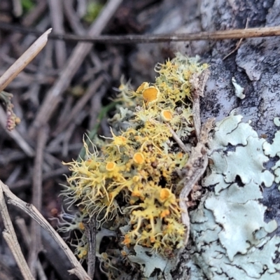 Teloschistes sp. (genus) (A lichen) at Stromlo, ACT - 8 Jul 2022 by trevorpreston