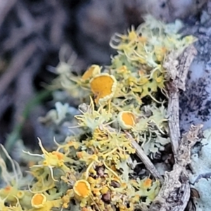 Teloschistes sp. (genus) at Stromlo, ACT - 8 Jul 2022