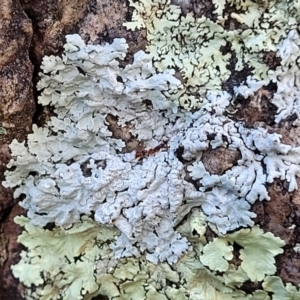 Lichen - foliose at Stromlo, ACT - 8 Jul 2022