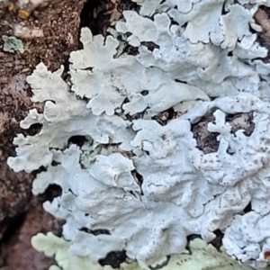 Lichen - foliose at Stromlo, ACT - 8 Jul 2022