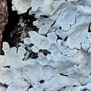 Lichen - foliose at Stromlo, ACT - 8 Jul 2022