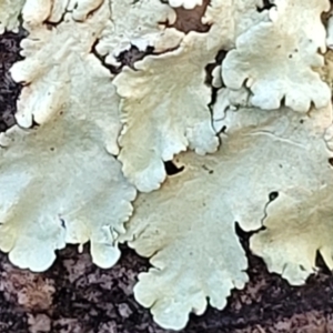 Parmeliaceae (family) at Stromlo, ACT - 8 Jul 2022