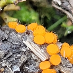 Cheilymenia spp. at Stromlo, ACT - 8 Jul 2022