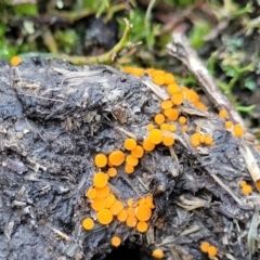 Cheilymenia spp. at Stromlo, ACT - 8 Jul 2022