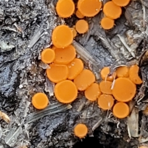 Cheilymenia spp. at Stromlo, ACT - 8 Jul 2022