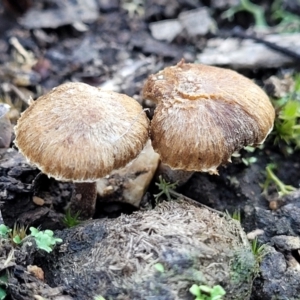 Inocybe sp. at Stromlo, ACT - 8 Jul 2022