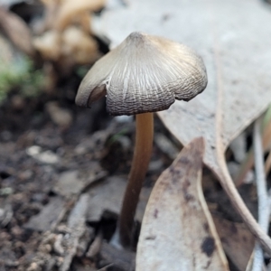 zz agaric (stem; gills white/cream) at Stromlo, ACT - 8 Jul 2022 03:14 PM