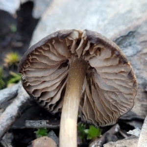 zz agaric (stem; gills white/cream) at Stromlo, ACT - 8 Jul 2022