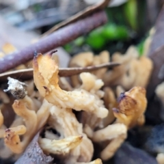 Clavulina sp. (A coral fungus) at Stromlo, ACT - 8 Jul 2022 by trevorpreston