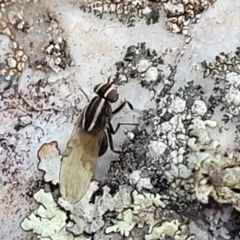 Poecilohetaerus sp. (genus) (Lauxaniid fly) at Stromlo, ACT - 8 Jul 2022 by trevorpreston