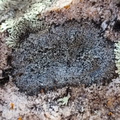 Lichen - crustose at Stromlo, ACT - 8 Jul 2022 by trevorpreston