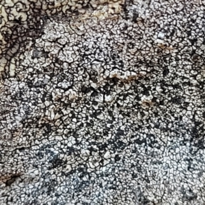 Lichen - crustose at Stromlo, ACT - 8 Jul 2022