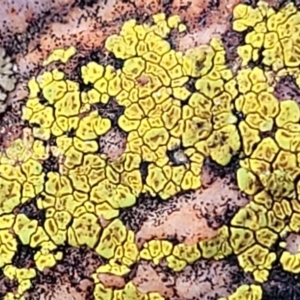 Acarospora citrina at Stromlo, ACT - 8 Jul 2022 03:00 PM