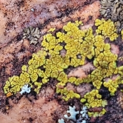 Acarospora citrina at Stromlo, ACT - 8 Jul 2022 03:00 PM