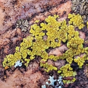 Acarospora citrina at Stromlo, ACT - 8 Jul 2022 03:00 PM