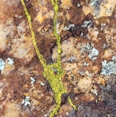 Acarospora citrina at Stromlo, ACT - 8 Jul 2022