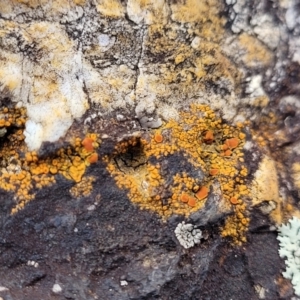 Caloplaca sp. at Stromlo, ACT - 8 Jul 2022