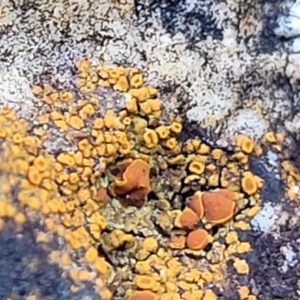 Caloplaca sp. at Stromlo, ACT - 8 Jul 2022