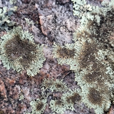 Parmeliaceae (family) (A lichen family) at Stromlo, ACT - 8 Jul 2022 by trevorpreston