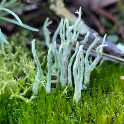 Collema glaucophthalmum (A lichen) at Stromlo, ACT - 8 Jul 2022 by trevorpreston