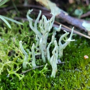 Collema glaucophthalmum at Stromlo, ACT - 8 Jul 2022 02:51 PM