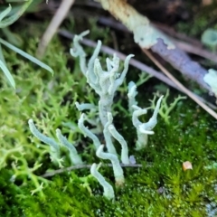 Collema glaucophthalmum at Stromlo, ACT - 8 Jul 2022 02:51 PM