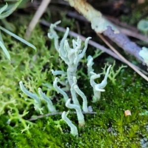 Collema glaucophthalmum at Stromlo, ACT - 8 Jul 2022