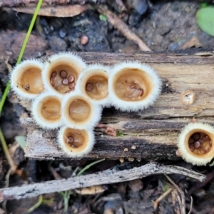 Nidula niveotomentosa at Stromlo, ACT - 8 Jul 2022