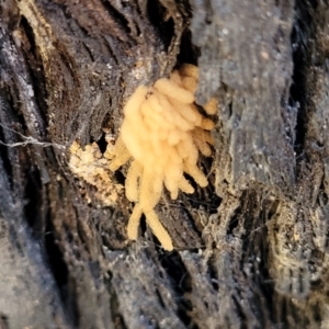 Arcyria sp. (genus) at Molonglo Valley, ACT - 8 Jul 2022