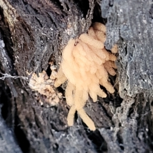 Arcyria sp. (genus) at Molonglo Valley, ACT - 8 Jul 2022