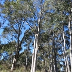 Eucalyptus mannifera (Brittle Gum) at Stromlo, ACT - 7 Jul 2022 by Christine