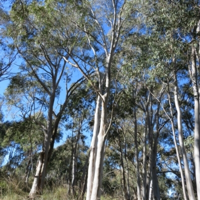 Eucalyptus mannifera (Brittle Gum) at Stromlo, ACT - 7 Jul 2022 by Christine