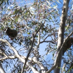 Eucalyptus mannifera at Stromlo, ACT - 7 Jul 2022