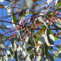 Eucalyptus mannifera at Stromlo, ACT - 7 Jul 2022 11:30 AM