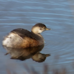 Tachybaptus novaehollandiae at Lyneham, ACT - 8 Jul 2022