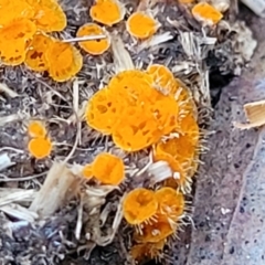 Cheilymenia spp. at Stromlo, ACT - 8 Jul 2022 by trevorpreston